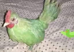 Parrot