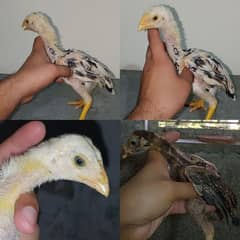 pure aseel chicks fair price