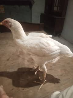 white murgi pure aseel