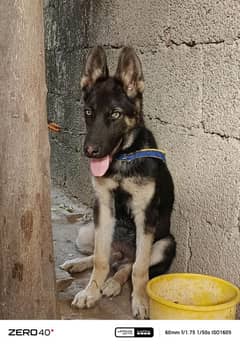 jaramshft dog puppie