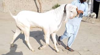 WhatsApp {03282741035} Gulabi Bakra for sale