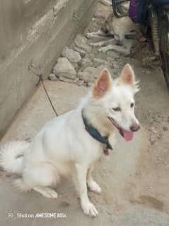 Russian bitch cute |  bast generation | innocent | faithful
