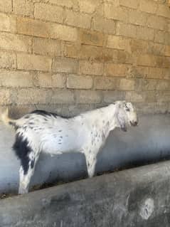 Pair of bakra | bakra