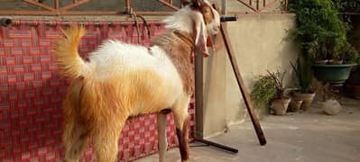 Eid