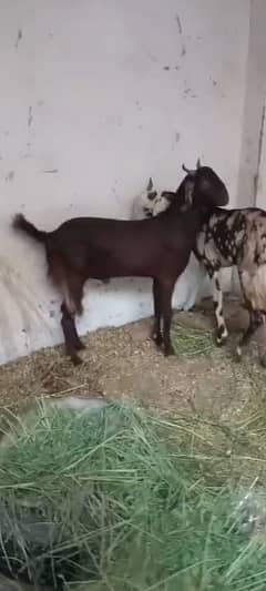 Qurbani
