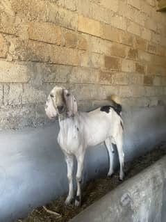 Goat  |Bakra | Qurbani Goat for sale