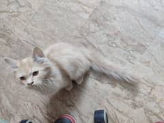 male Persian cat