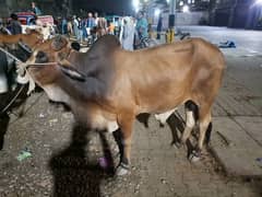 Selling qurbani cows 2 Dannt