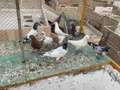 Pigeons for sale