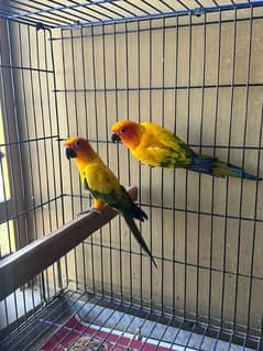 sunconure breeder pair available with DNA