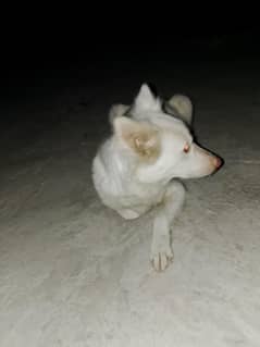 urgent sale ha bhai bila fazool tang na kijye zarorat mand rabta kare