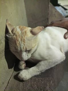 house cat