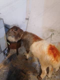 sale for qurbani