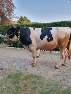 best english breeder bull age 32 months