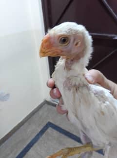 3 month parrot beak male