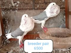 fancy pigeon | kabutar| Jacobin|  frillback saddle | amarican fantail|