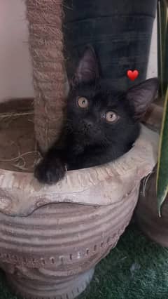 Adorable 2-Month-Old Persian Kitten – Black Double Coat – For Sale