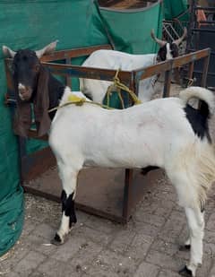 bakro ki jori available for sell urgently