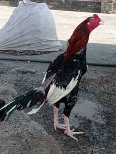 high quality cheena patha exchange with mushka lasani or sale