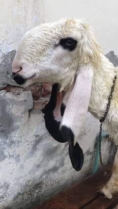 male/dumba/bakra/chatra