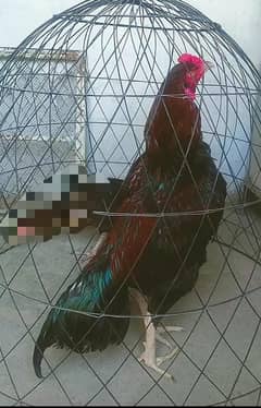 lakha mushka aseel murga