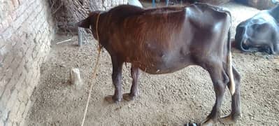 katti sale rabta number 03085773367