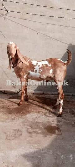 service bakry zibah krny ki