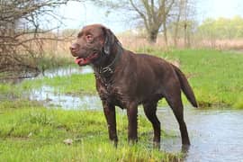 Dog