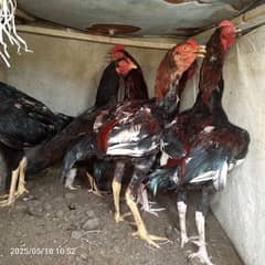 Aseel Mianwali Hens