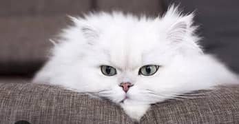 Persian Male Cat