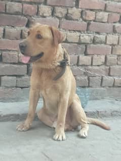 top quality labrador for sale
