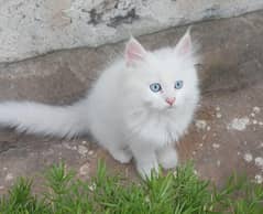 Persian Cats for Sale – Healthy & Playful 