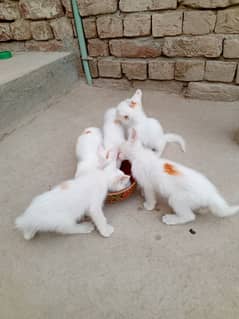 Persian kittens double coated