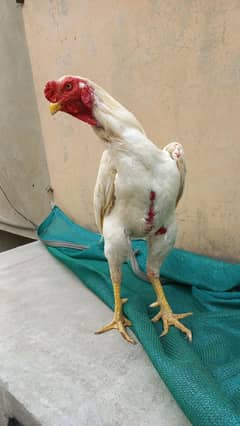 white Shamo /Aseel Shamo chicks /king size/ pure aseel/high quality