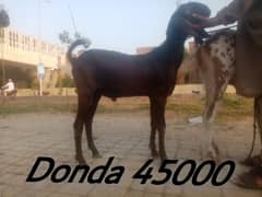Donda bakra 03224964486