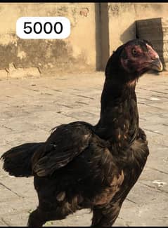 Aseel Hen Aseel chicks