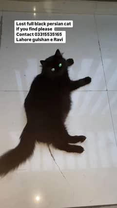 Single coated full black Persian