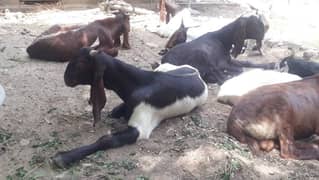 expert qasai bakra qurbani