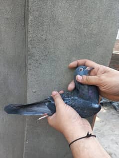dub walay bachay