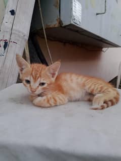 Rs. 1500 cat for sale cat Kids dha karachi  phase8phase
