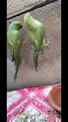 2 jory hen breaker pair ha or ek madi ha bolti ha