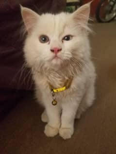 persian