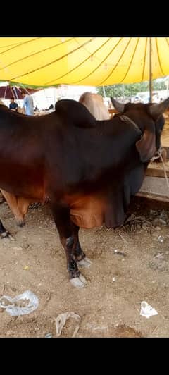 2 hisay available
