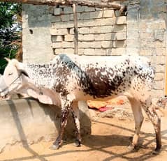 Cow