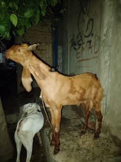 Ando Bakra