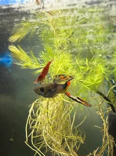 endler guppy, exotic hybrids