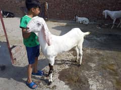 Rajanpuri Ablak For Qurbani 2025 or for Akika