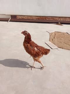 Aseel pair "jageri murgi mushki murgi or mushka pattha" for selll