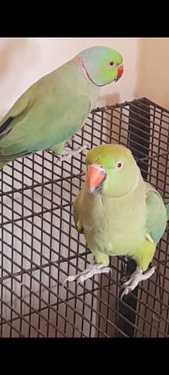parrot