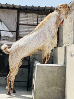 Pure Makkhi Cheena Breeder